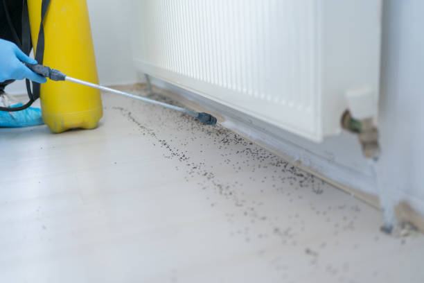 Wasp Removal Services in Central Gardens, TX