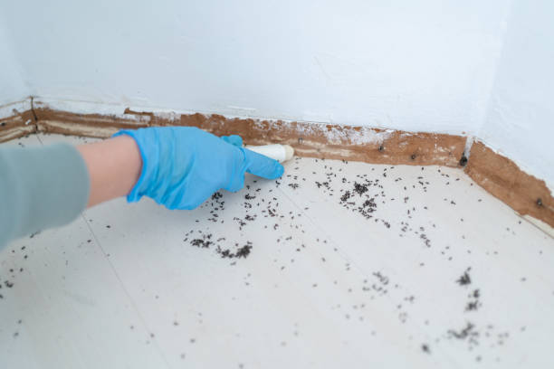 Professional Pest Control in Central Gardens, TX